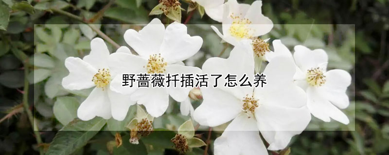 野薔薇扦插活了怎么養