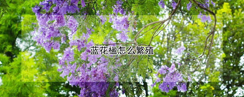 藍花楹怎么繁殖