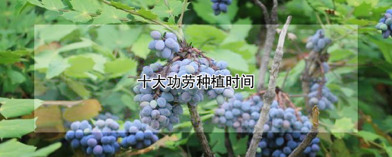 十大功勞種植時(shí)間