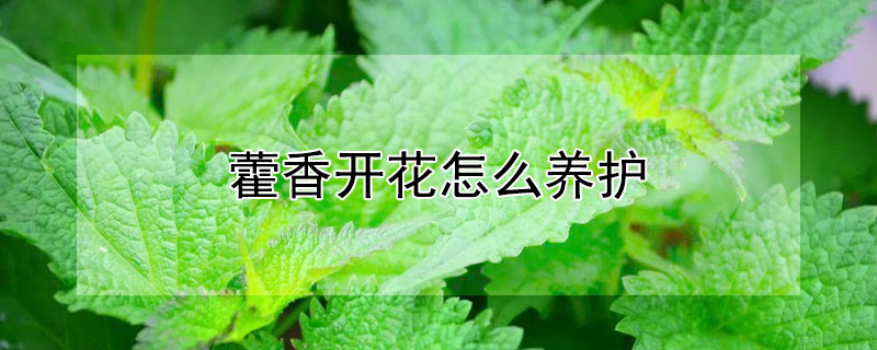 藿香開花怎么養(yǎng)護(hù)