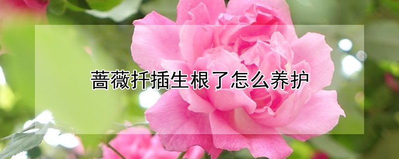 薔薇扦插生根了怎么養(yǎng)護(hù)