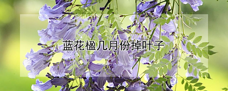 藍(lán)花楹幾月份掉葉子