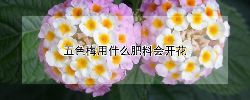 五色梅用什么肥料會開花