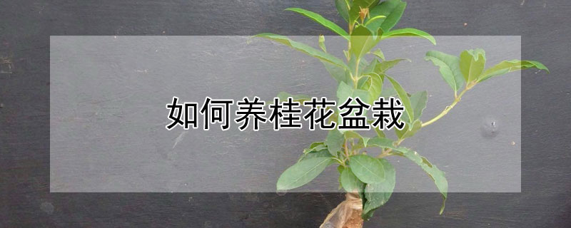 如何養桂花盆栽