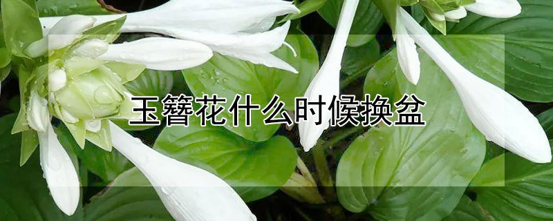 玉簪花什么時(shí)候換盆