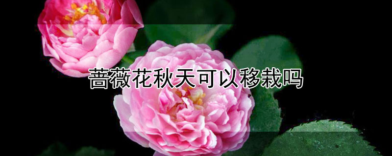 薔薇花秋天可以移栽嗎