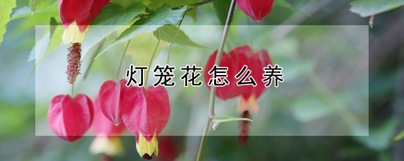 燈籠花怎么養