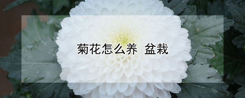 菊花怎么養(yǎng) 盆栽