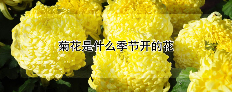 菊花是什么季節(jié)開的花