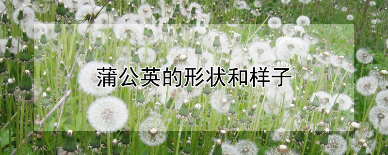 蒲公英的形狀和樣子