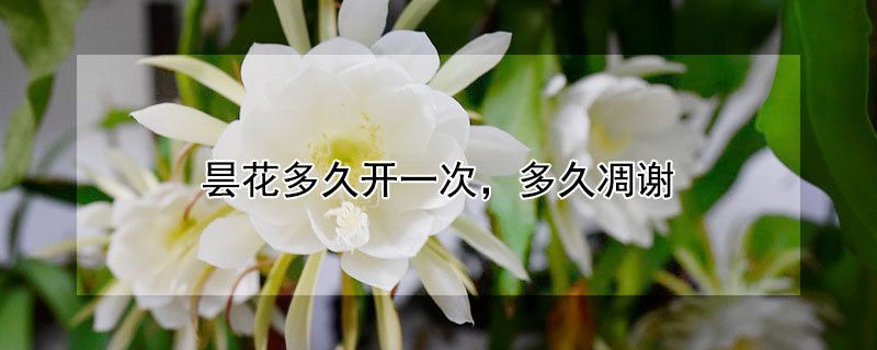 曇花多久開(kāi)一次，多久凋謝