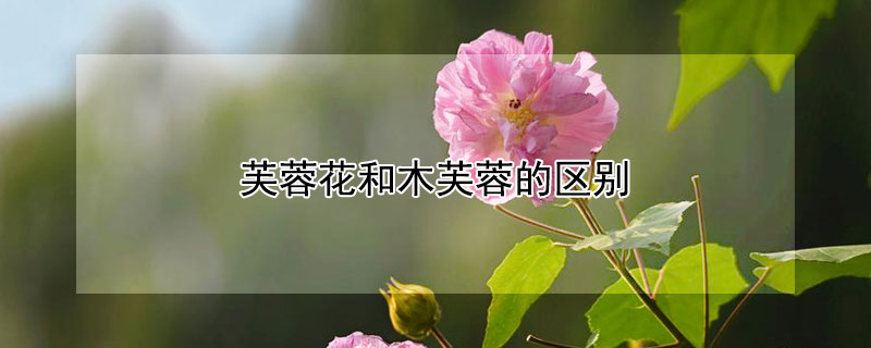 芙蓉花和木芙蓉的區別