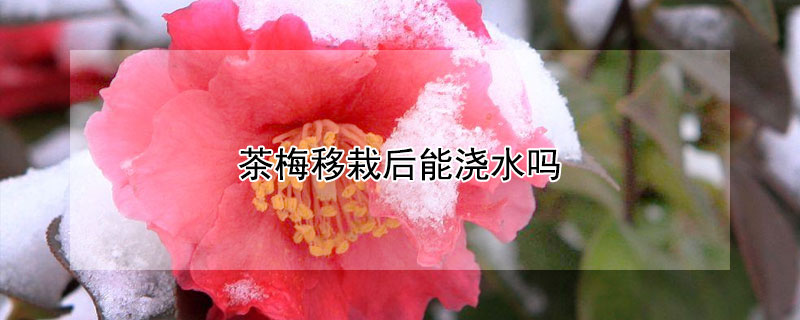 茶梅移栽后能澆水嗎