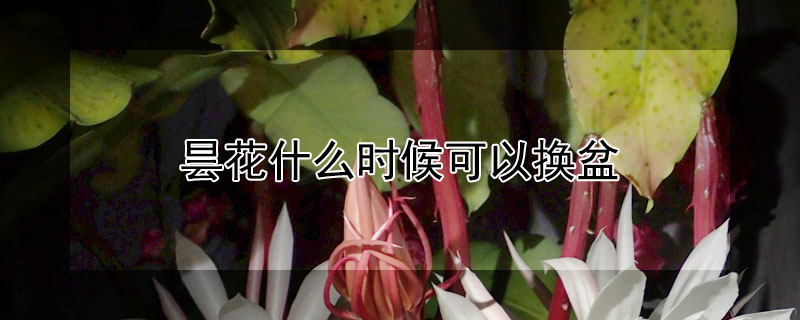 曇花什么時(shí)候可以換盆