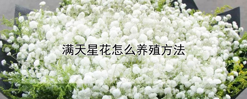 滿天星花怎么養殖方法