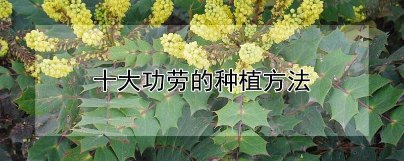 十大功勞的種植方法