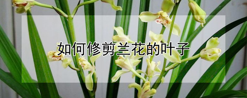 如何修剪蘭花的葉子