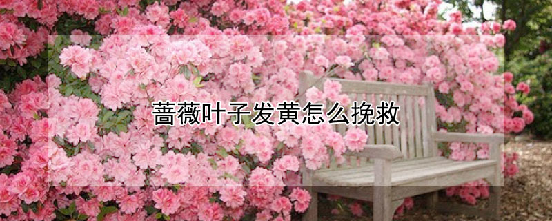 薔薇葉子發黃怎么挽救