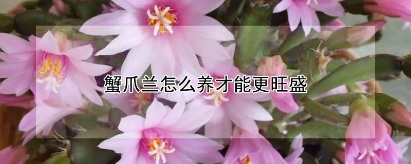 蟹爪蘭怎么養(yǎng)才能更旺盛