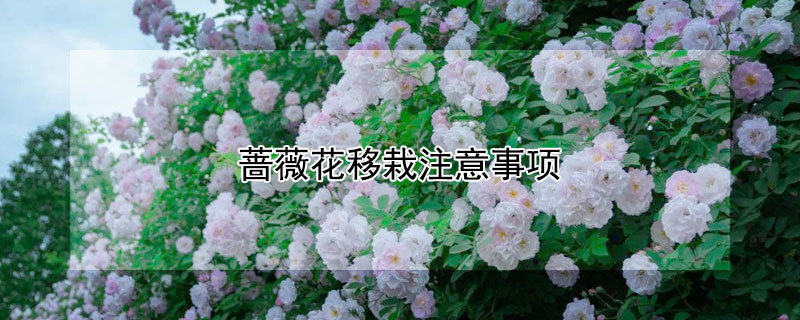 薔薇花移栽注意事項