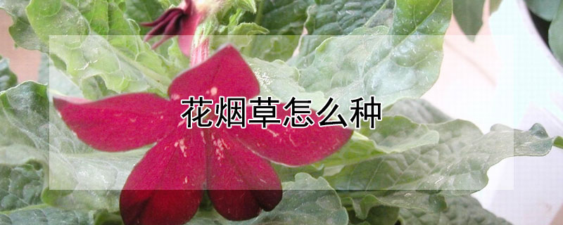 花煙草怎么種