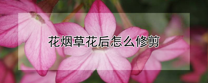 花煙草花后怎么修剪