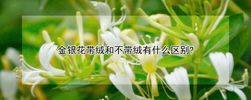 金銀花帶絨和不帶絨有什么區別?