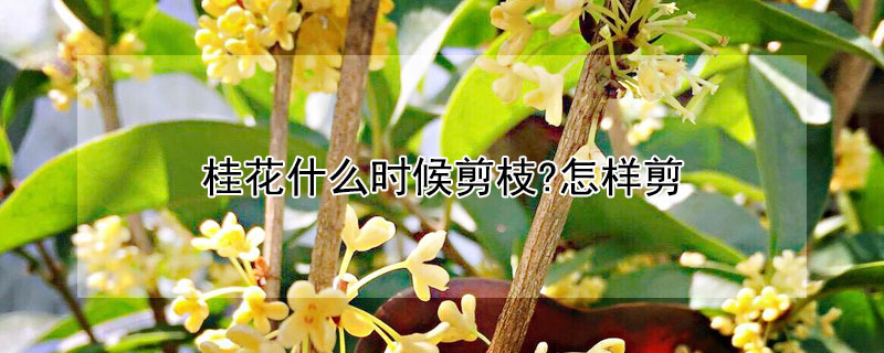 桂花什么時候剪枝?怎樣剪