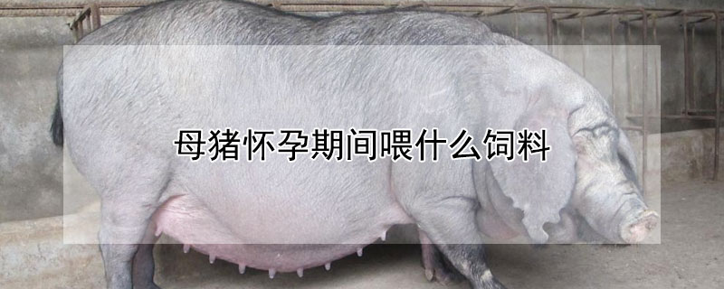 母豬懷孕期間喂什么飼料