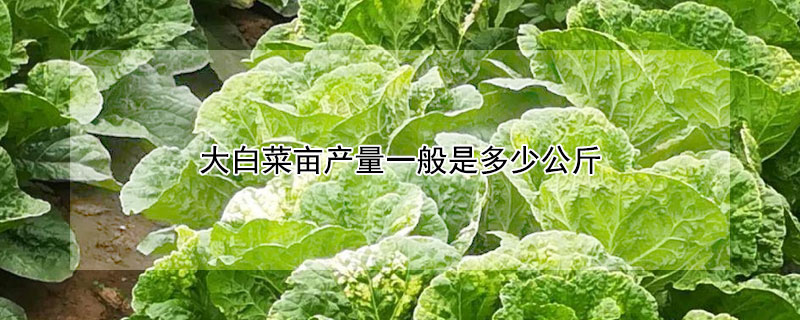 大白菜畝產量一般是多少公斤