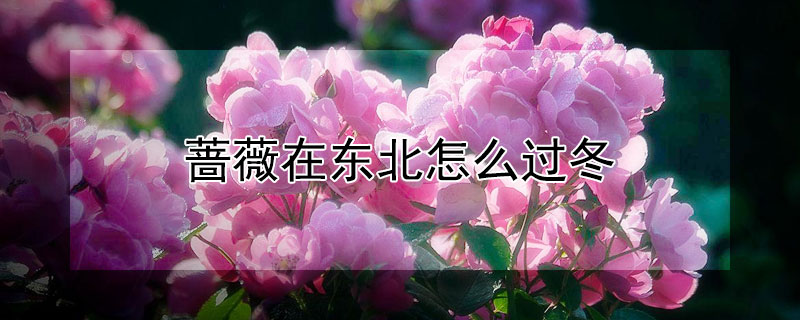 薔薇在東北怎么過冬