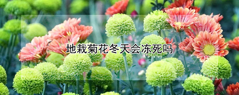 地栽菊花冬天會凍死嗎