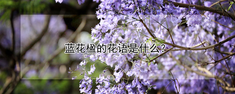 藍(lán)花楹的花語是什么?