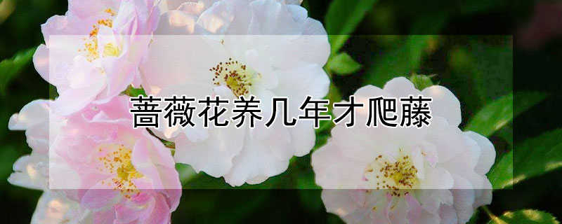 薔薇花養(yǎng)幾年才爬藤