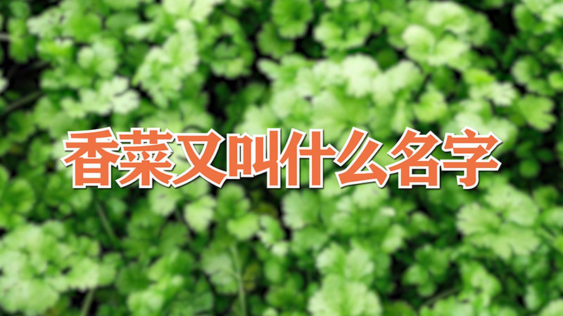 香菜又叫什么名字