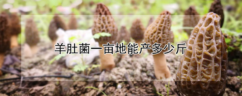 羊肚菌一畝地能產多少斤