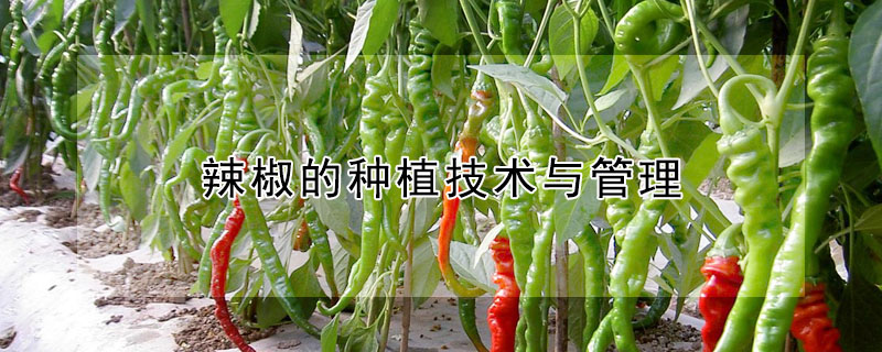 辣椒的種植技術(shù)與管理