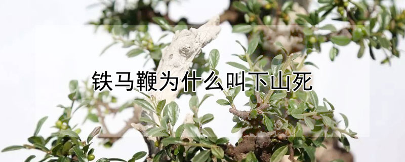 鐵馬鞭為什么叫下山死