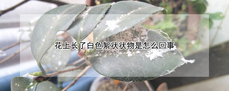 花上長了白色絮狀狀物是怎么回事