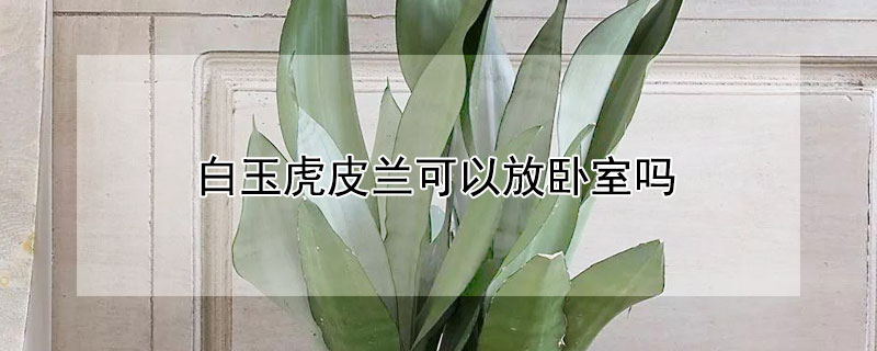 白玉虎皮蘭可以放臥室嗎