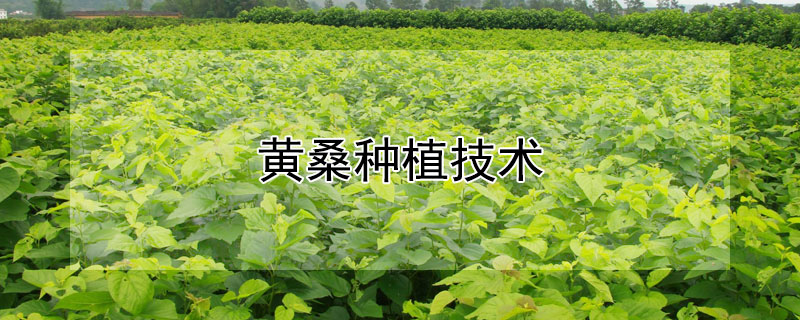 黃桑種植技術