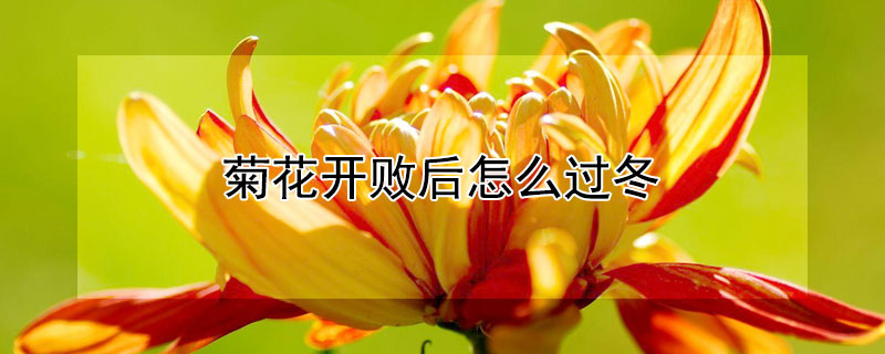 菊花開敗后怎么過(guò)冬