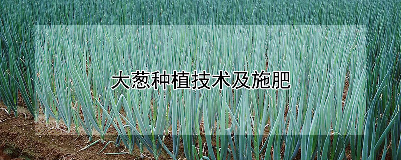 大蔥種植技術(shù)及施肥