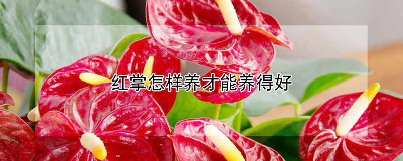 紅掌怎樣養(yǎng)才能養(yǎng)得好