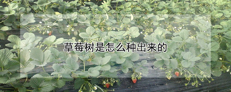 草莓樹是怎么種出來的