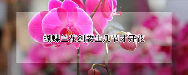 蝴蝶蘭花劍要生幾節(jié)才開花