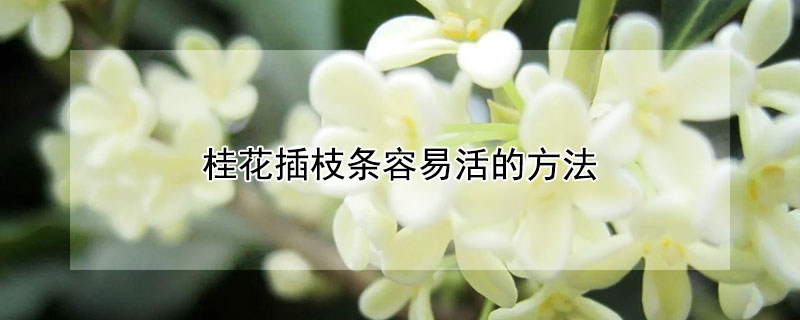 桂花插枝條容易活的方法