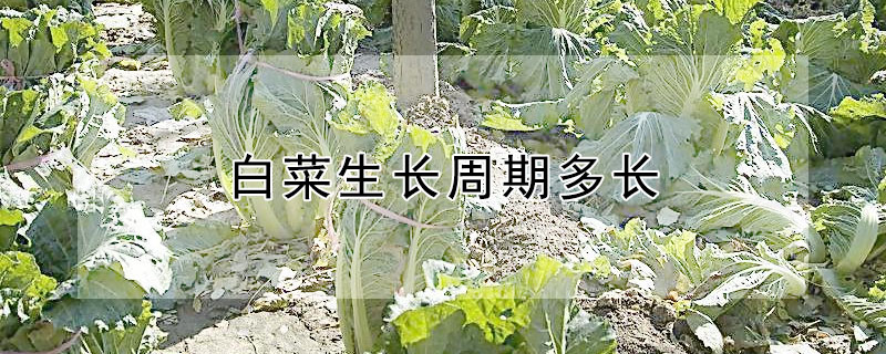 白菜生長(zhǎng)周期多長(zhǎng)