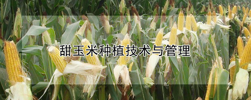 甜玉米種植技術(shù)與管理