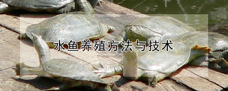 水魚養殖方法與技術